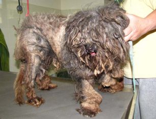 Άνω Λιόσια: Βρήκαν τον σκύλο εξαθλιωμένο - κλειδωμένο μέσα στο σπίτι της νεκρής συλλέκτριας